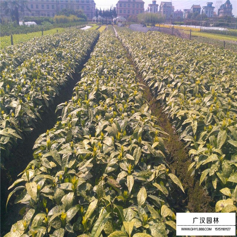 灑金珊瑚 灑金珊瑚