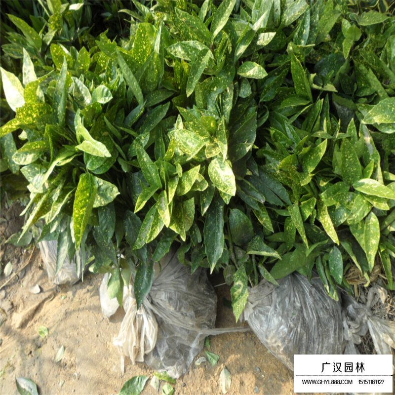 灑金珊瑚 灑金珊瑚