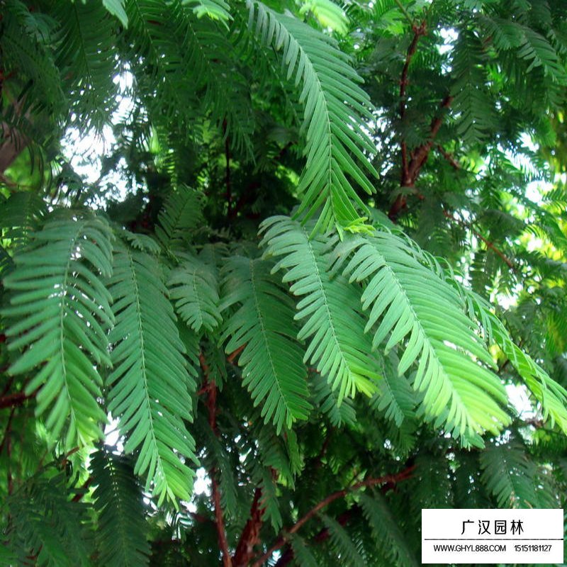 40公分直徑水杉樹價(jià)格