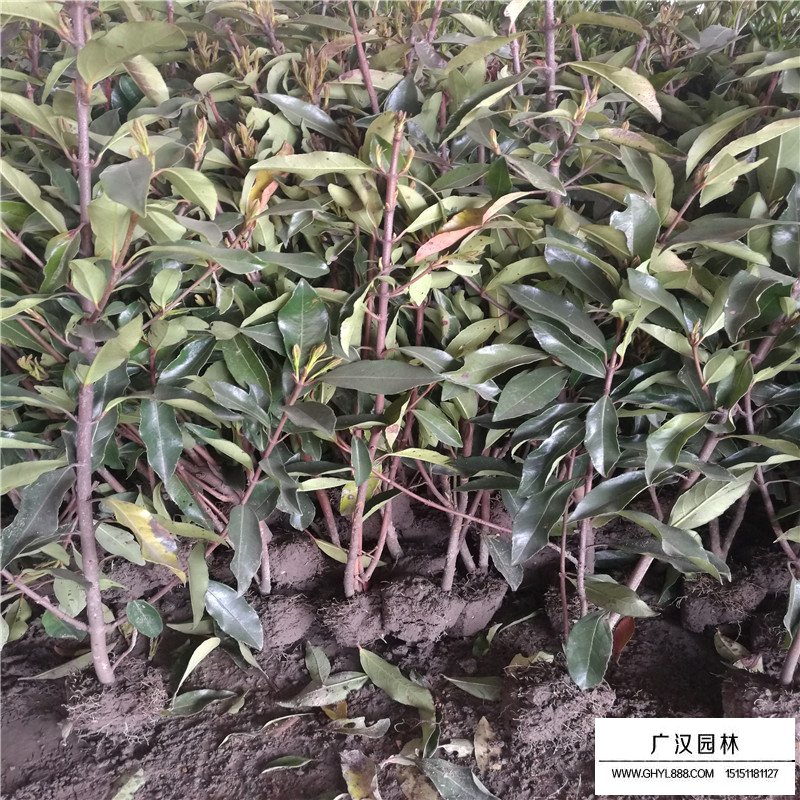 珊瑚樹(shù)基地