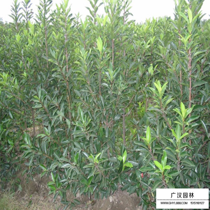 珊瑚樹(shù)價(jià)格