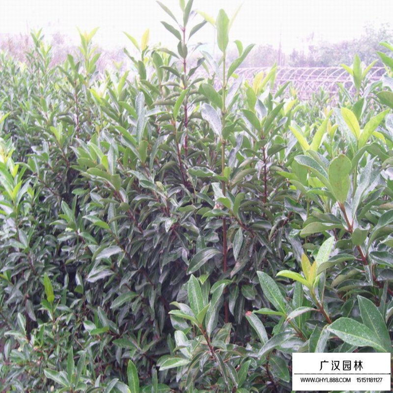 珊瑚樹(shù)價(jià)格