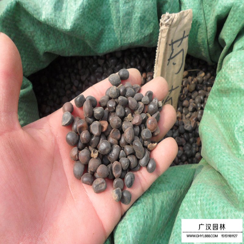 芍藥發(fā)芽需要什么條件(圖3)