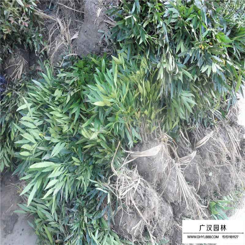 十大功勞 十大功勞