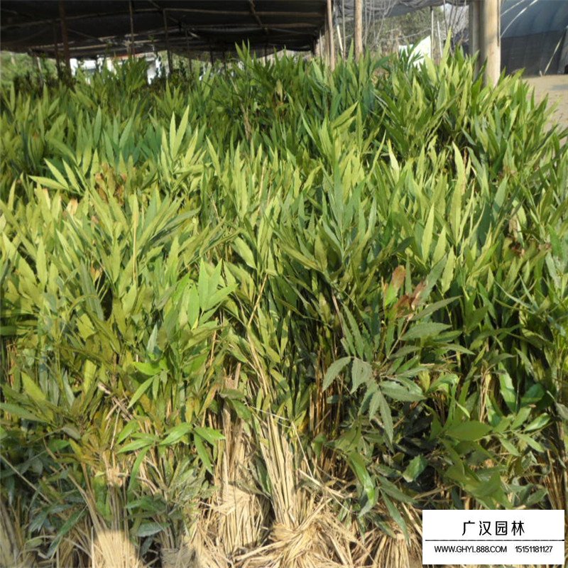 十大功勞 十大功勞