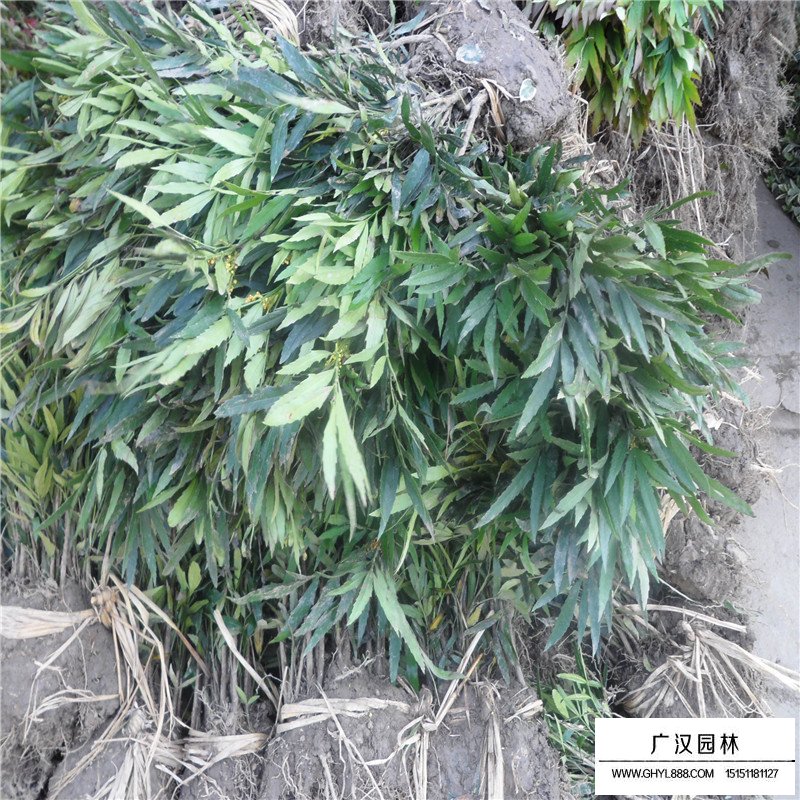 十大功勞 十大功勞