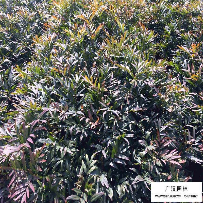 沭陽十大功勞價格