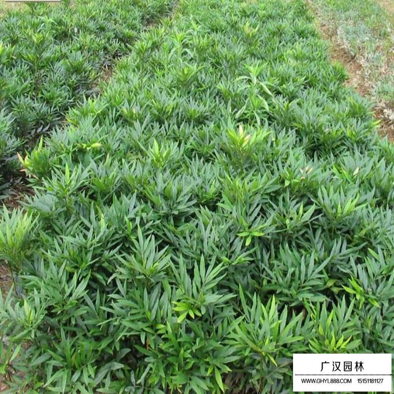 沭陽十大功勞價格