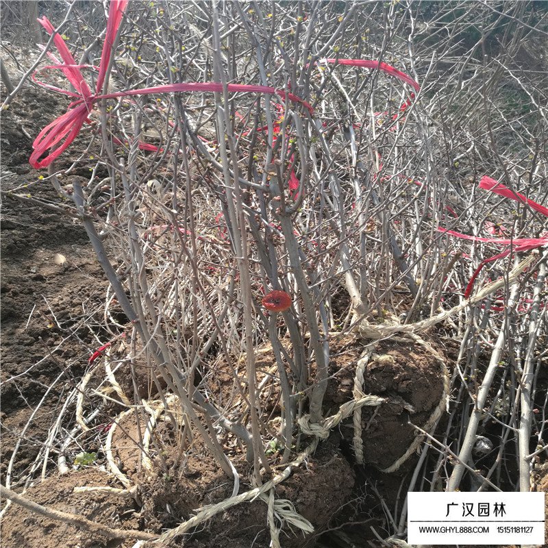 貼梗海棠 貼梗海棠