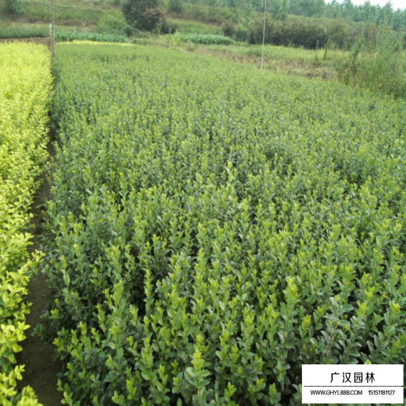 衛(wèi)矛苗 衛(wèi)矛苗