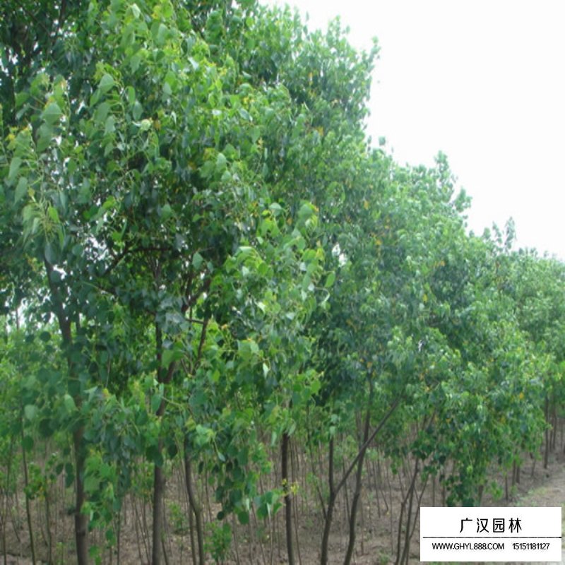 烏桕的分布(圖1)