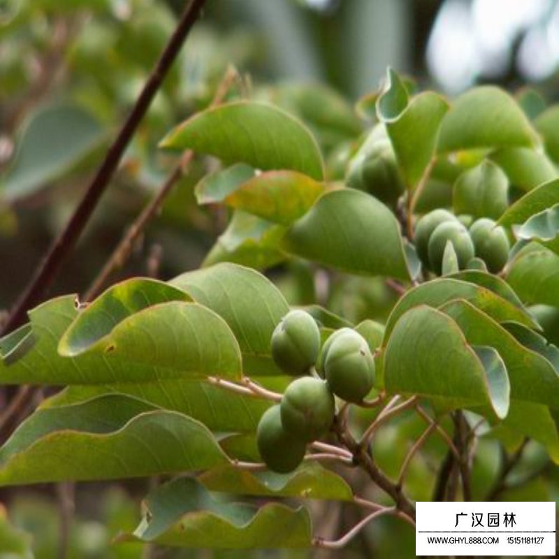 烏桕的分布(圖3)