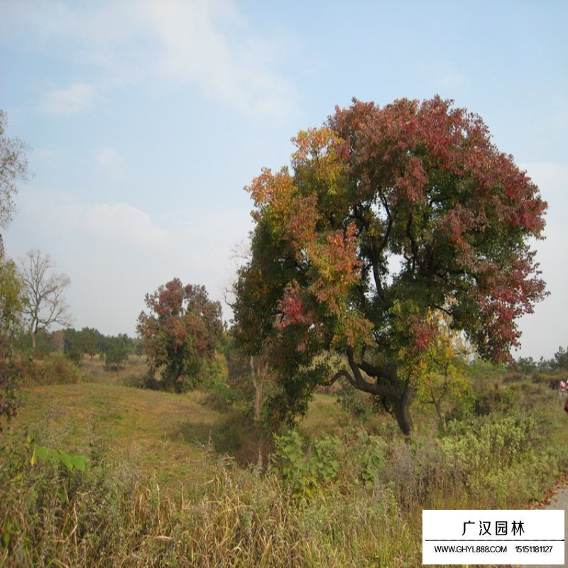 烏桕的分布(圖2)