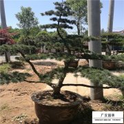 五針?biāo)?></a>
<p><a href="http://m.hghhzw.com/songbaichangqinglei/399.html" title="五針?biāo)? target="_self">五針?biāo)?/a></p>
</li>
<li><a href="http://m.hghhzw.com/xingdaoshulei/182.html" title="獨(dú)桿女貞" target="_self"><img src=