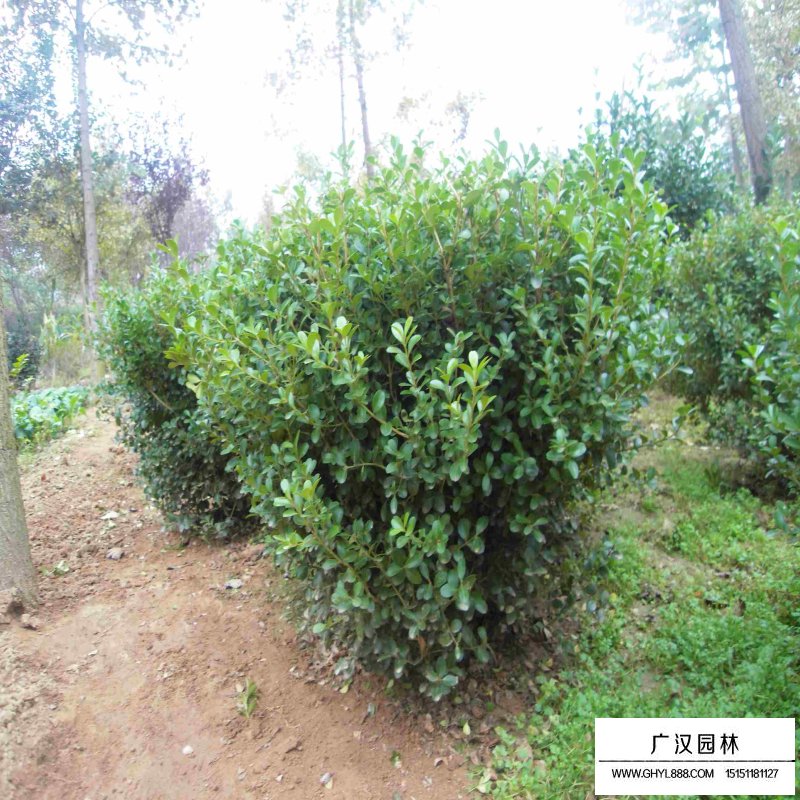 黃楊木的實際應(yīng)用(圖1)