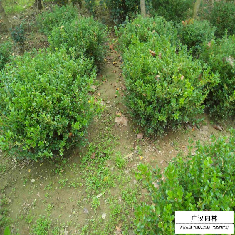 黃楊木的實際應(yīng)用(圖2)