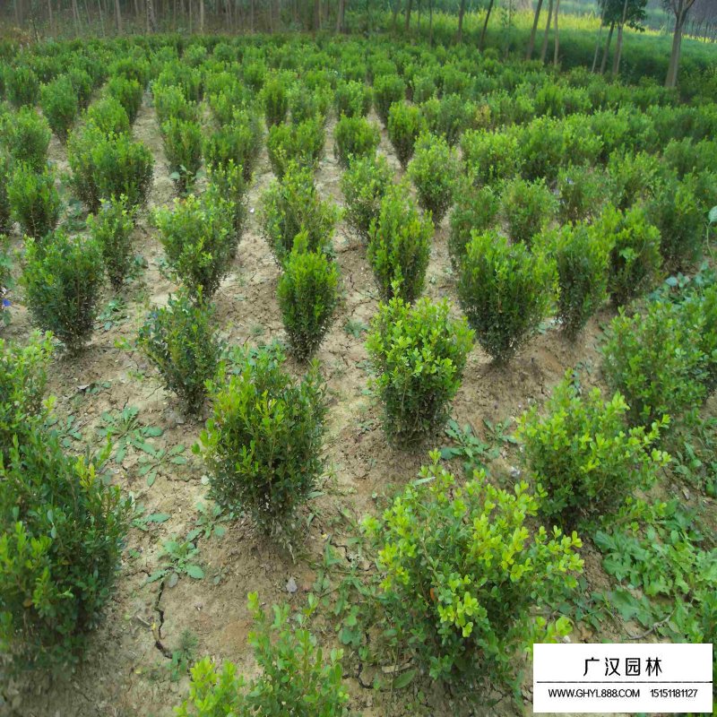 黃楊木的實際應(yīng)用(圖3)