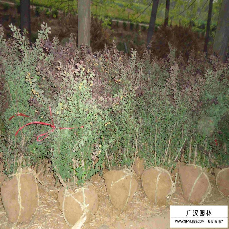 紫葉小檗球產(chǎn)地