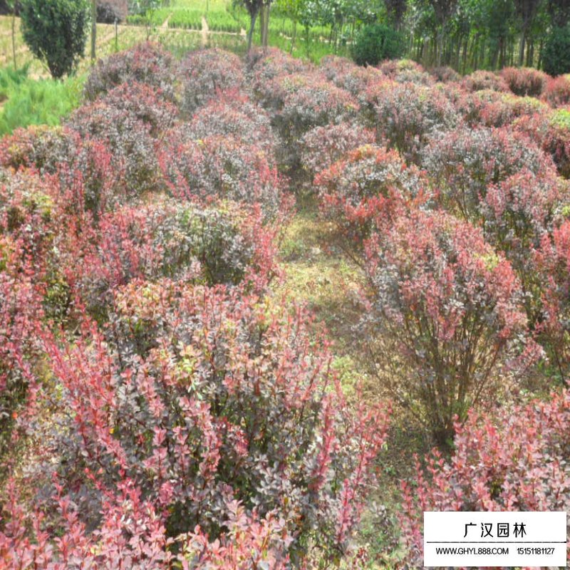 紫葉小檗球產(chǎn)地