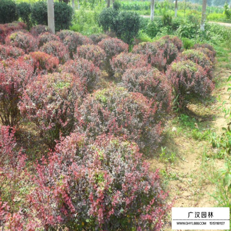 紫葉小檗球產(chǎn)地