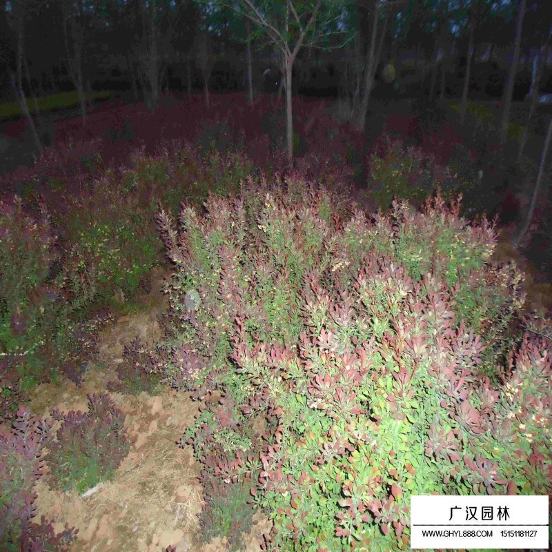 紫葉小檗球產(chǎn)地