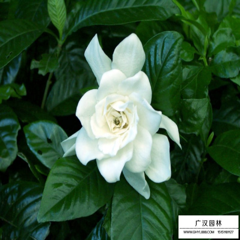 梔子花價(jià)格