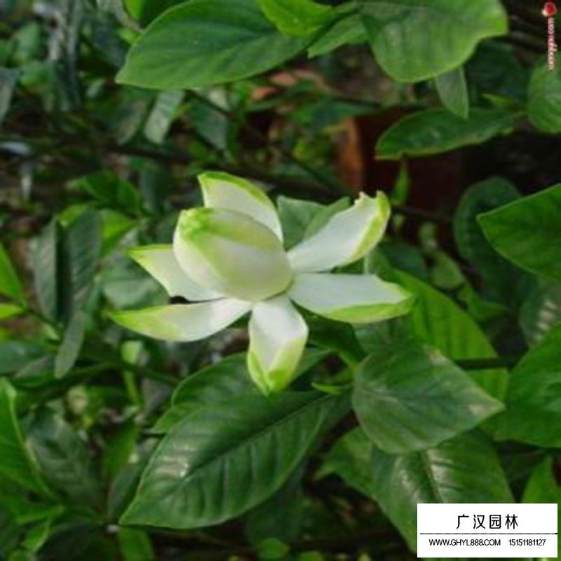 梔子花價(jià)格