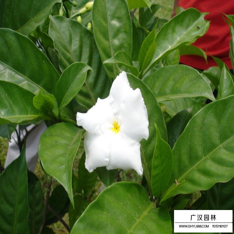 梔子花價(jià)格