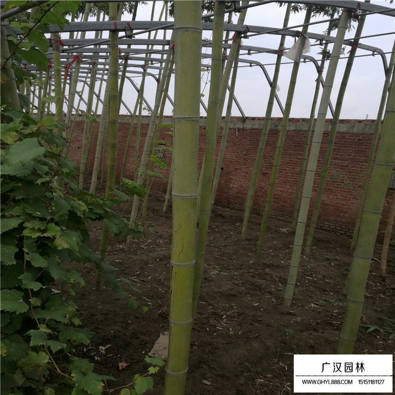 早園竹價(jià)格