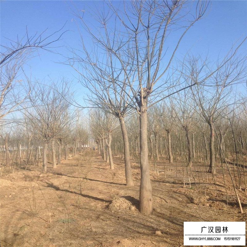 國(guó)槐樹苗價(jià)格