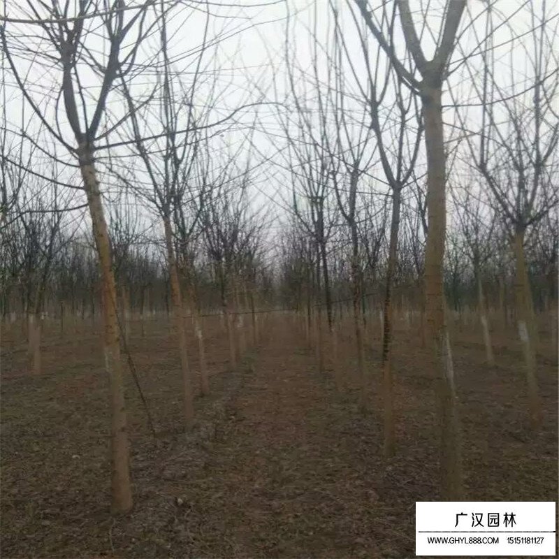 國(guó)槐樹苗價(jià)格