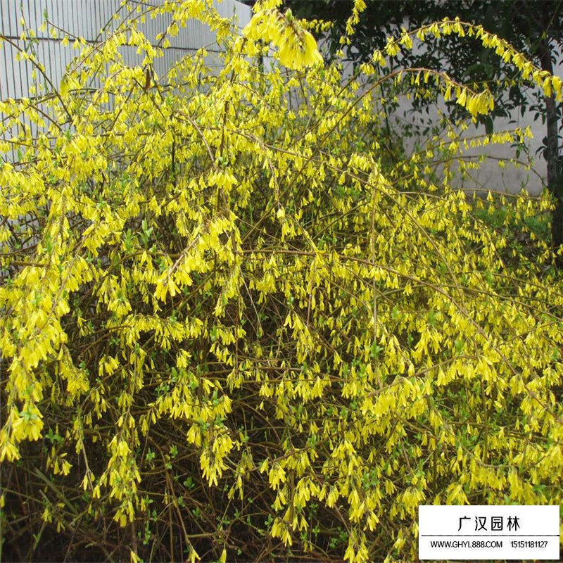 黃金條最新價格