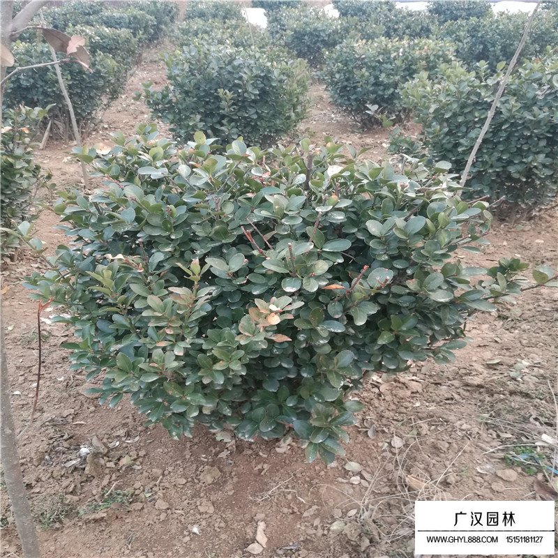 一米冠幅的大葉黃楊球價(jià)格