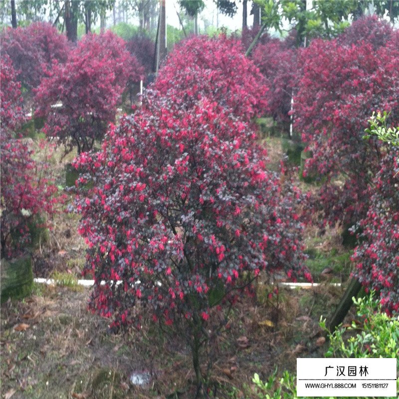 紅花繼木最新價格