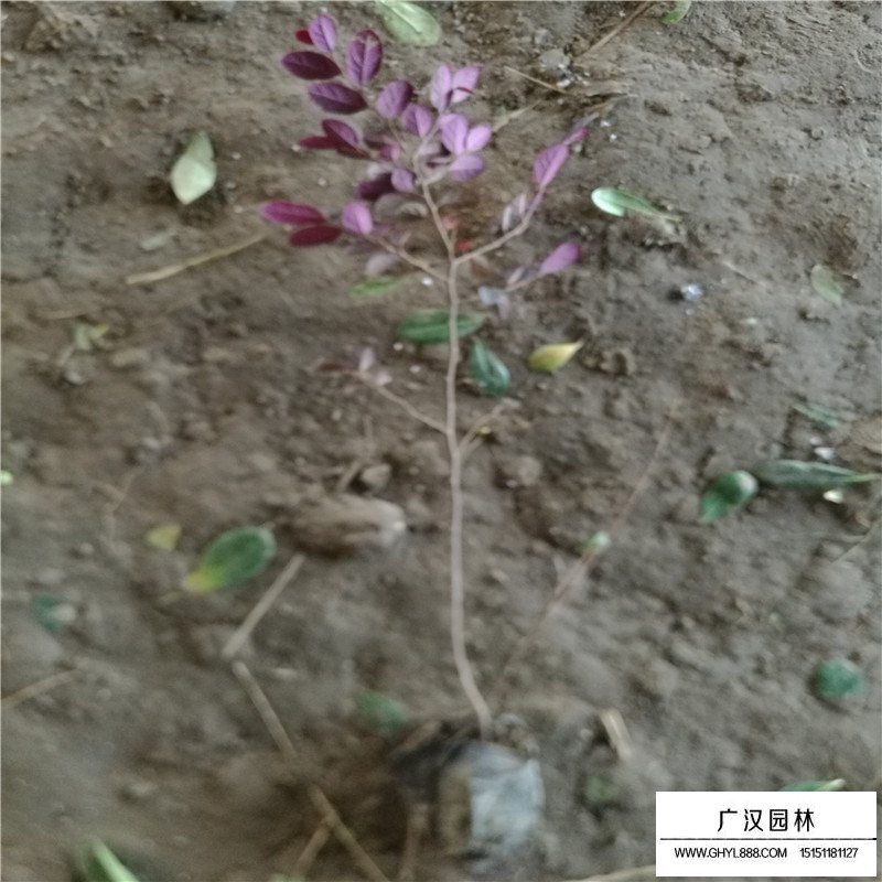 紅花繼木最新價格