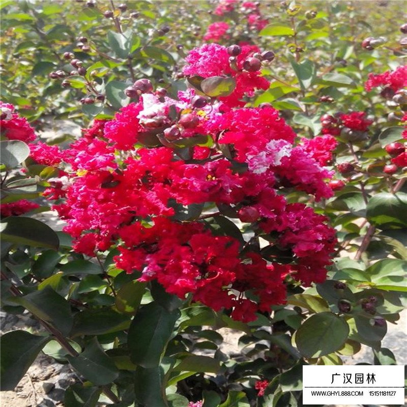 紅火箭紫薇價(jià)格