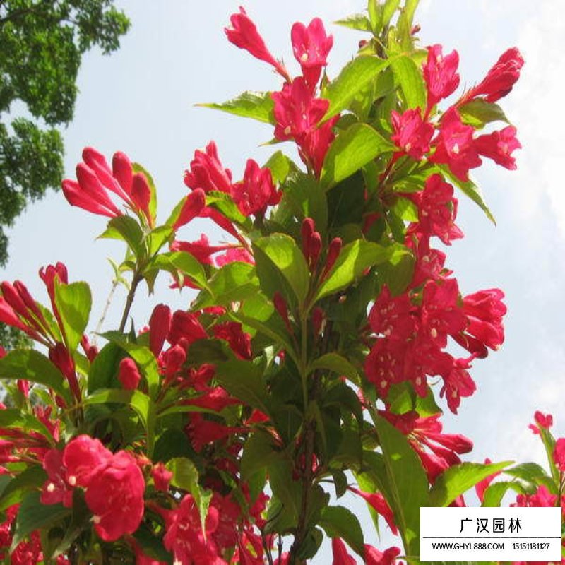 紅王子錦帶花最新價(jià)格(圖4)