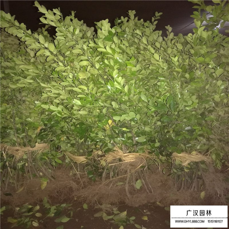 哪里有便宜的大葉黃楊出售