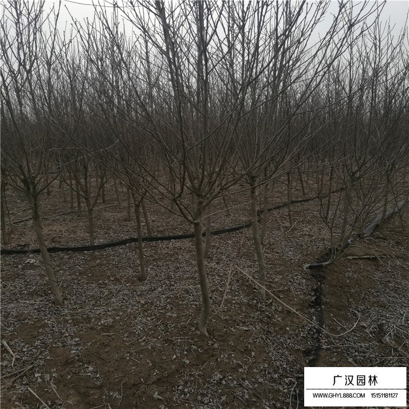 最新的獨桿木槿價格表