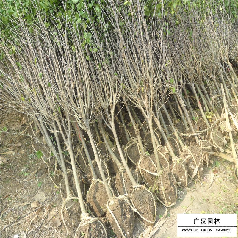 最新的獨桿木槿價格表