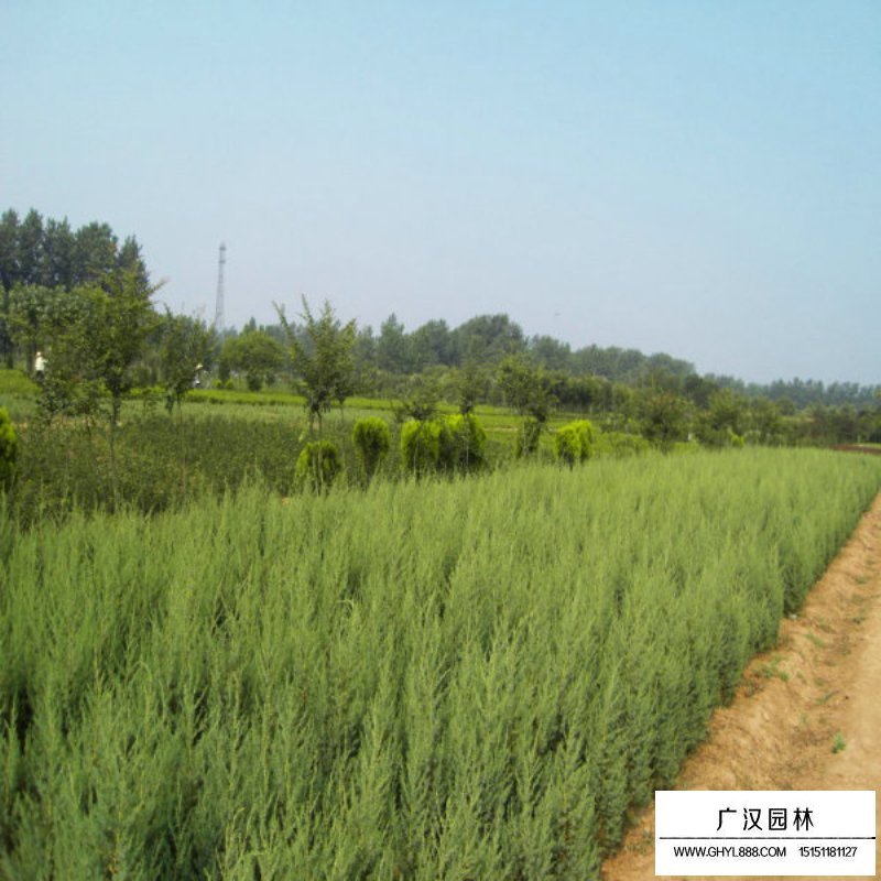 最新的北京檜價格是多少