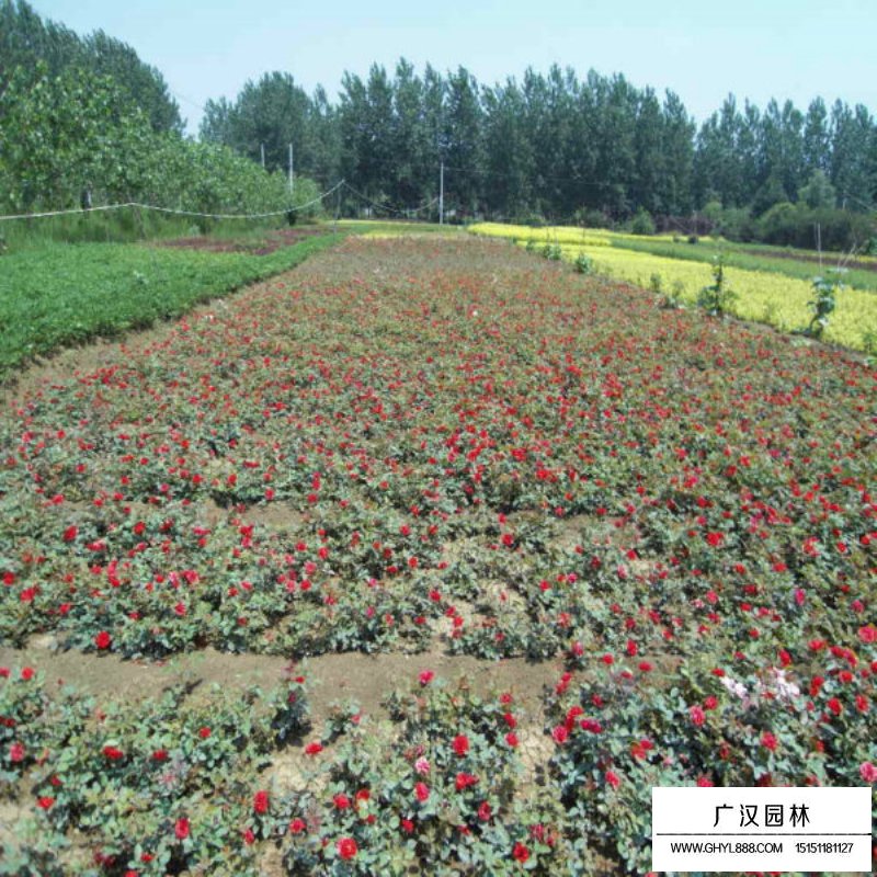 紅帽子月季批發(fā)價(jià)格