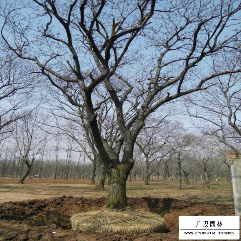 板栗樹批發(fā)基地在哪