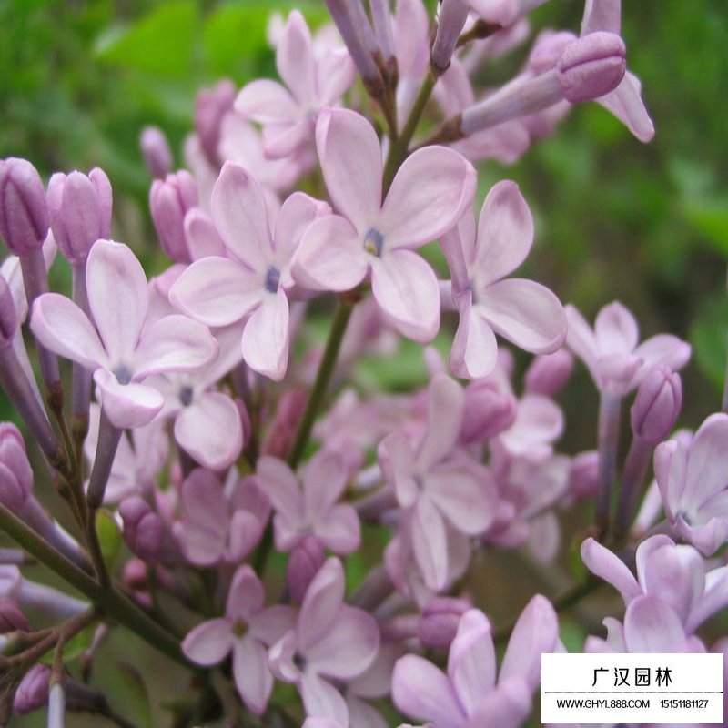 暴馬丁香的價(jià)格是多少