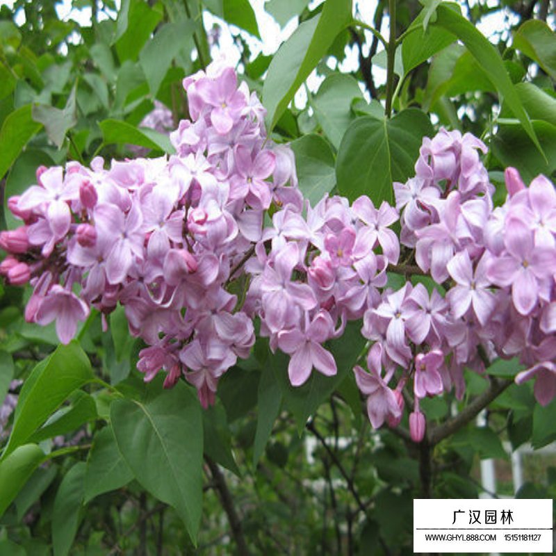 暴馬丁香的價(jià)格是多少