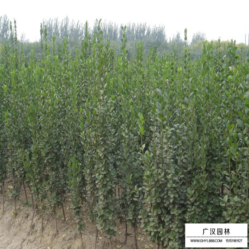 不同規(guī)格的北海道黃楊價(jià)格表(圖3)