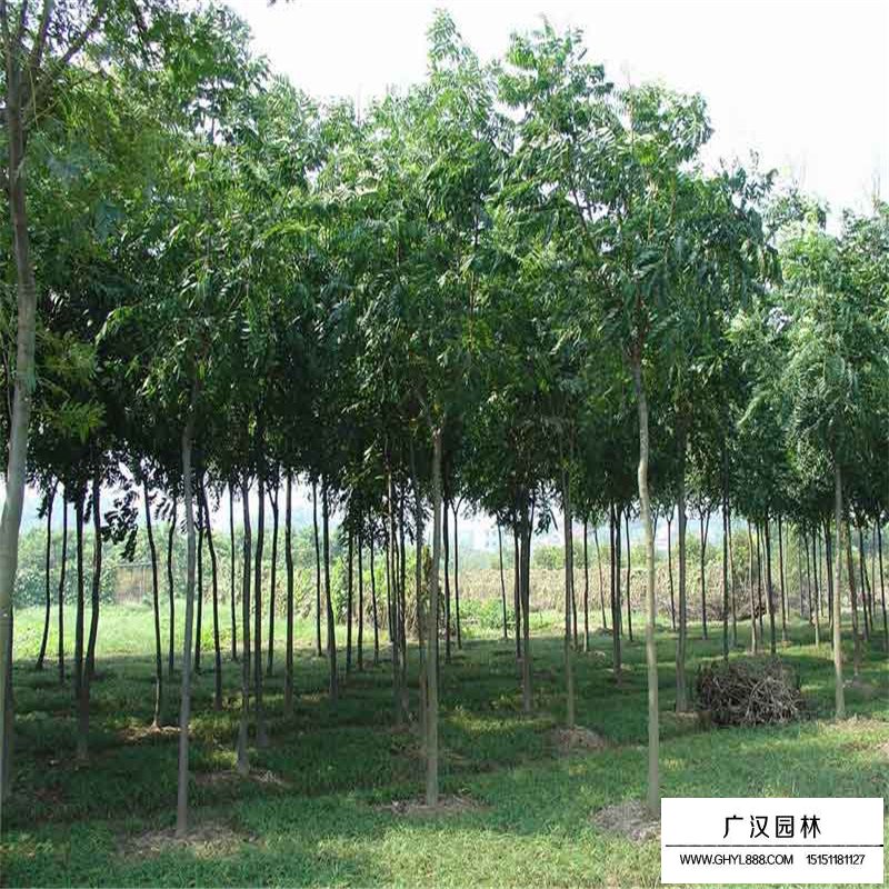 最新的黃山欒樹價(jià)格表