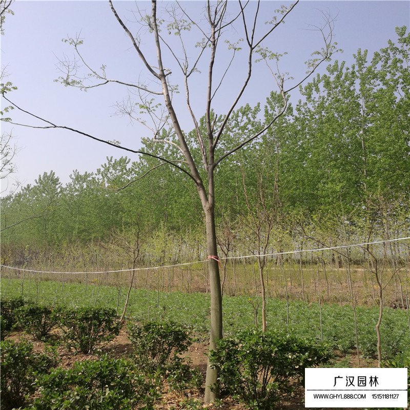 最新的黃山欒樹價(jià)格表