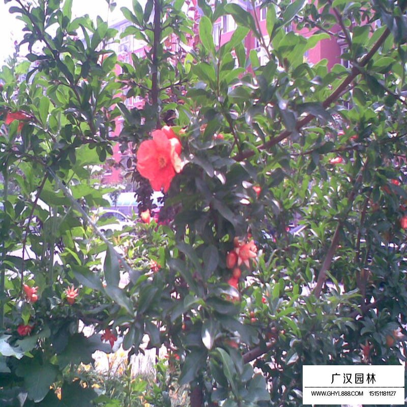 最新的花石榴苗價格