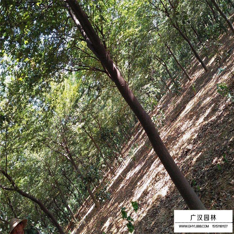 紅櫸樹價(jià)格